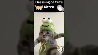 😂🧡Funny Animal Video__2022😺🧡Funny cat Video| Different Dressing of Funny and Cute Kitten|🧡😂#shorts