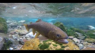 Euro Nymphing for Native Cutthroat Trout!- Euro Nymphing Part 3!