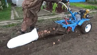 Potatoes 2018