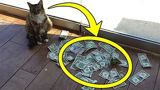 Cat brought a lot of money every day! People were shocked to learn where he got it from!