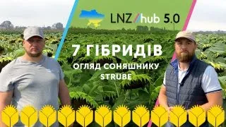 Огляд 7 гібридів соняшнику Strube | LNZ Hub 5.0