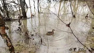 Весенняя охота с подсадной.