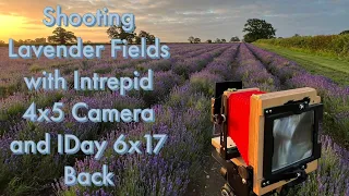 Shooting Lavender Fields with Intrepid 4x5 Camera and IDay 6x17 Back