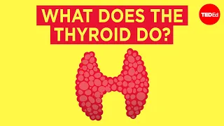 How does the thyroid manage your metabolism? - Emma Bryce