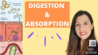 Digestion and Absorption for A-level Biology: Carbohydrates, proteins and lipids (micelles)