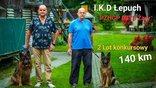 I.K.D Łepuch - PZHGP 0370 Żary / 2 Lot konkursowy gołębi młodych 140km 🔝🥂( Extra Lot ‼️)