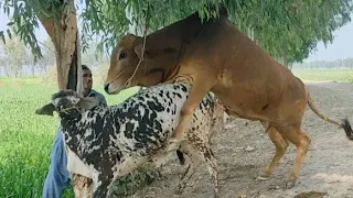 GOM!!!Cow meeting Cow Crossing Fist Time Cow Breeding