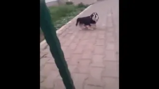 Barking dog in reverse (then original)