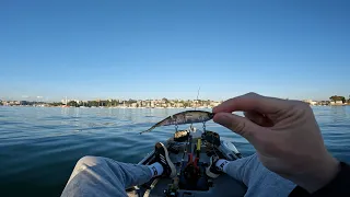 This is a Game changer !!! || Chasing pelagic bust ups in sydney harbour ||