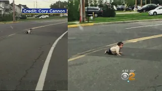 Driver Helps Rescue Baby Spotted Crawling Across Busy Road