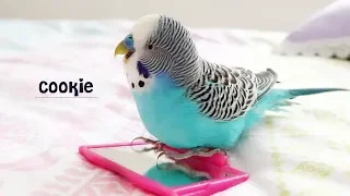 Budgie singing to Mirror | Budgie sounds
