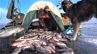 ЛЁД ЛОМИТСЯ ОТ РЫБЫ! ДИКИЙ ЖОР НА ПРОСТУЮ УДОЧКУ. Рыбалка с ночёвкой в летней палатке на льду.