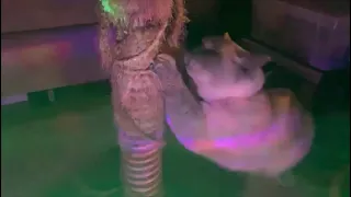 DISCO CAT