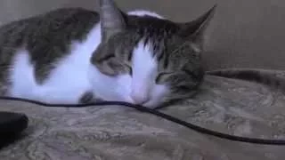 Музыка для кошек. Практикум. Music for Cats. Cat sleep after music