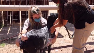 A Goat Gets a Bath!