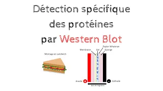 Détection des protéines spécifiques par WESTERN BLOT : Principe et Protocole | Biochimie Facile