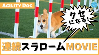 【アジリティ犬】連続スラロームMOVIE！犬によってこんなに違う！スピードや身のこなし方