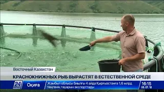 Товарное воспроизводство краснокнижных пород рыб налаживают в ВКО