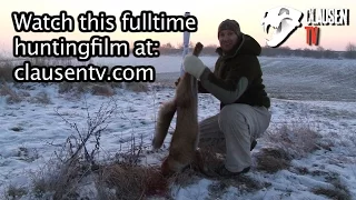 Calling foxes, full time huntingfilm found at Clausen TV