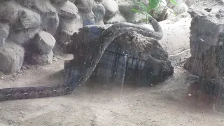 A middle aged python snake at Kolkata zoo