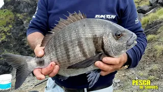 Pesca de Sargos "José Silva um apanhado de vários videos do seu canal HD