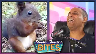 A SQUIRREL MALFUNCTIONS WHILE EATING NUTS | Double Toasted Bites