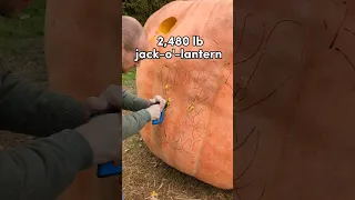 2480 lb Giant Pumpkin jack-o'-lantern (1125 kg)