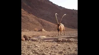 Dişiye dikkat Dağ keçisi (bezoar ibex ERZİNCAN Sadece yotubede ABONE OL BEĞEN ibex hunting