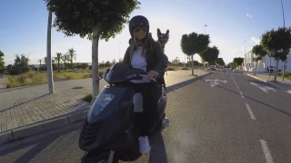 Gopro best moments dog