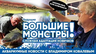 Аквариумные новости с Владимиром Ковалевым (30.11.2023). Маленькие БОЛЬШИЕ хищники.