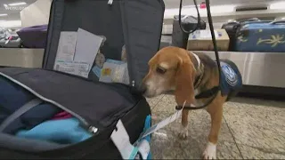 Beagle Brigade used at airports to protect food supply