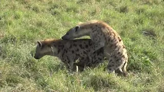 Rarest scene of Hyenas mating