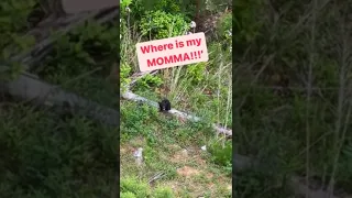 Lost Bear Cub Keeps Crying For His Mama