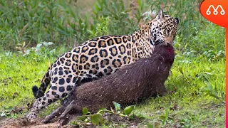 WHEN THE JAGUAR ATTACKS THE CAPYVAR