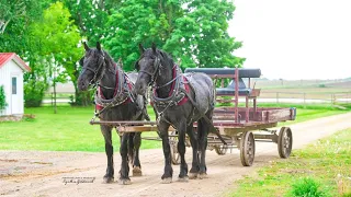 Pair of 3 year old Blue Roan geldings