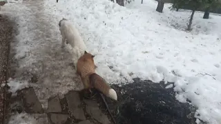 Alice the fox. The fox bites the dogs because they come near the bowl.