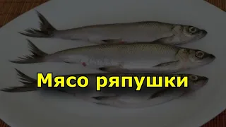 Мясо ряпушки. Польза и состав рыбы ряпушки