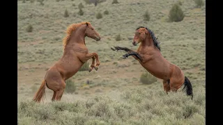 Steens Mountain Mustangs/Wild Horses in a Wild Land