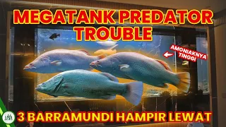 MEGA TANK PREDATOR TROUBLE! 3 BARRAMUNDI HAMPIR MAT1!