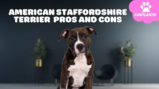 American Staffordshire Terrier  The Pros & Cons of Owning One | Dog Facts