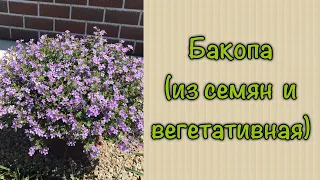 Бакопа (из семян и вегетативная)