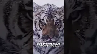 호랑이가 사슴을 산 채로 잡아먹는 영상