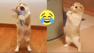 Funniest Animals 2023😍Very Funny Dogs and Cats🤣Cute Video🤣87