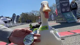 Duck Runs Marathon & Wins Medal 🏅🦢 (wrinkle the duck)