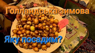 Голландські сорти озимої цибулі| Характеристика сортів цибулі| Чому варто садити цибулю під зиму?