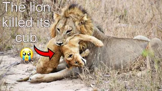 The pride lion killed its cub & its mother could not save it kruger national park | latest sightings