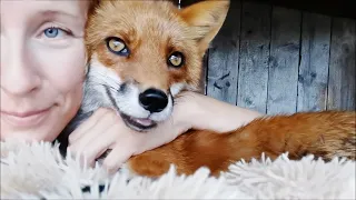Lisa the Fox - Heartwarming Morning