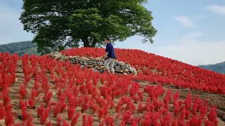 빨간 동산 느티나무 수령  520년 추억만들기 좋은 곳 영월 청령포원