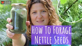 How To Forage Nettle Seeds