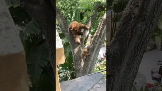 Full video, Mama and 2 cubs on a Tree